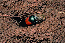 Scarab beetle (Helictopleurus quadripunctatus) burying sifaka dung ball, Madagascar.