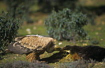 Griffon vulture (Gyps fulvus) sub-adult feeding on carrion, Monfrague Natural Park, Spain