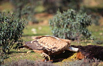 Sub adult Griffon vulture with head inside goat carcass carrion (Gyps fulvus) Monfrague NP, Spain