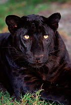 Melanistic (black form) leopard, often called black panther, USA (captive). Spots visible on legs.