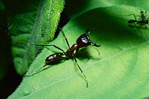 Driver ant soldier (Dorylus nigricans) Kenya