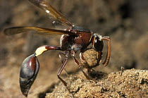 Female mud dauber wasp (Eumenes fenestralis) collects mud. S.Af.