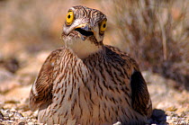 Stone curlew incubating eggs on nest Spain