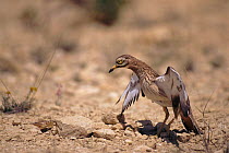 Stone curlew (Burhinus oedicnemus) defending nest from snake Spain Alicante, Spanish steppes.