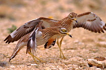 Stone curlews defending nest from snake, Spain.