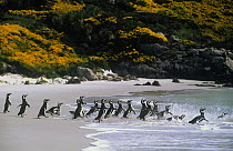 Magellanic penguins (Spheniscus magellani) flock entering the sea, Falklands Is