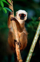 White Fronted Brown Lemur. Madagascar, Berenty Private Reserve