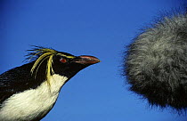 Rockhopper penguin {Eudyptes chrysocome} investigating sound recording microphone, Bristol Zoo, UK