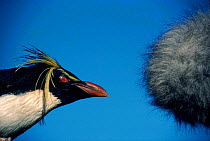 Rockhopper penguin recorded by microphone. Bristol Zoo