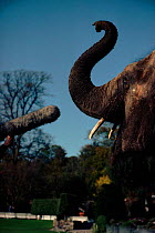 Elephant recorded by microphone. Bristol Zoo