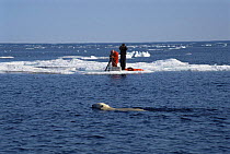 Cameraman Doug Allan with Inuit guide, filming polar bear swimming, Arctic Canada. On location for BBC Polar Bear programme 1996