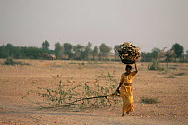 Woman collecting wood, depicting deforestation of local area, Rajasthan, India