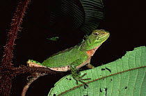 Iguandid lizard (Enyalioides laticeps) Ecuador