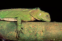 Iguandid Lizard, Ecuador (Enyalioides laticeps) South America