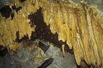 Tongue-clicking bats (Rousettus madagascariensis) roosting in bat cave, Madagascar