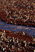 King Penguin (Aptenodytes patagoni) colony with chicks. S.Georgia Salisbury plain.