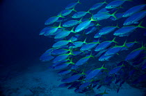 Blue and gold fusilier (Caesio teres) school Grt Barrier Reef, Australia