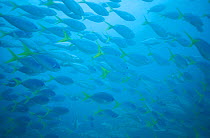 Blue and gold fusilier school (Caesio teres) Great Barrier Reef, Heron Is, Australia.