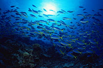 School of Blue and gold fusiliers {Caesio teres} Indo Pacific