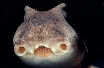 Close-up Port Jackson shark face (Heterodontus philippi) South Australia