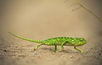 Flap Necked Chameleon (Chamaeleo dilepis) walking across sand with eye swivelled backwards, Kruger NP, South Africa