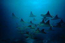 Bat rays (Myliobatis californica) schooling,  Redondo Rock, Galapagos Is