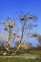 Painted Stork (Mycteria leucocephala)  nesting colony in tree with two Cormorants, Keoladeo / Bharatpur NP, Rajastan, India.
