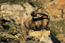 Alpine Ibex {Capra ibex ibex} using antler to scratch backside, Switzerland