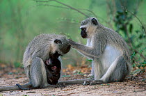 Vervet monkeys social grooming (Chlorocebus / Cercopithecus aethiops) Kruger NP, South-Africa