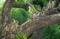 Troop of Vervet Monkey (Chlorocebus / Cercopithecus aethiops) gathered in a tree, Kruger NP, South Africa