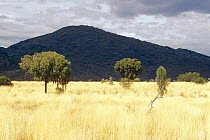 Dingo (Canis lupus dingo) habitat, Mann Ranges, Central Australia, vulnerable species