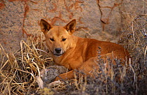 Dingo {Canis dingo} immature female with dead rabbit, Central Australia