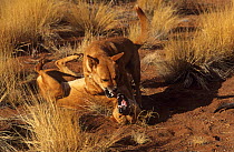 Dingo (Canis lupus dingo) females in dominance fight, one adult, one immature, Central Australia, vulnerable species