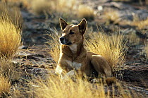 Dingo (Canis lupus dingo) female lying down, Central Australia, vulnerable species