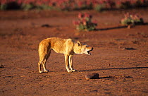 Dingo (Canis lupus dingo) female barking, protecting piece of carrion on ground, Central Australia, vulnerable species
