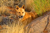 Dingo male (Canis dingo) Central Australia