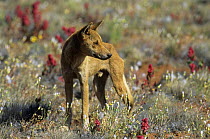 Dingo (Canis lupus dingo) male amongst flowers, Central Australia, vulnerable species