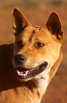 Male Dingo {Canis dingo} face portrait, Central Australia