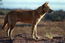 Male Dingo {Canis dingo} profile portrait, Central Australia
