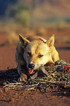 Dingo (Canis lupus dingo) male feeding on rabbit, Central Australia, vulnerable species