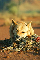 Dingo male eating rabbit (Canis dingo) Central Australia