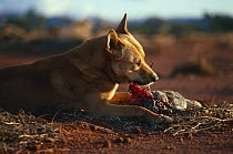 Dingo {Canis dingo} male eating rabbit carcass, Central Australia