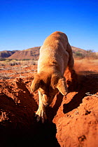 Male Dingo (Canis dingo) digging for rabbit in desert, Central Australia