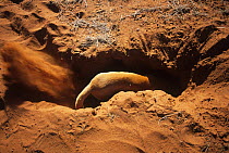 Dingo (Canis lupus dingo) male digging out rabbit, Central Australia, vulnerable species