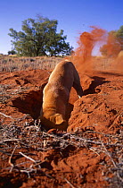 Dingo {Canis dingo} male digging out rabbit, Central Australia