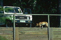 Skinny Dingo {Canis dingo} scavenging in campsite, Fraser Island, Queensland, Australia