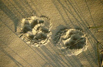 Dingo tracks in sand {Canis dingo} Fraser Island, Australia