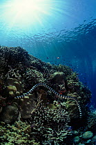 Banded sea krait (Laticauda colubrina) Pacific