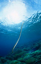 Banded sea krait (Laticauda colubrina) swimming above coral reef, Pacific