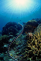 Banded sea krait, Pacific